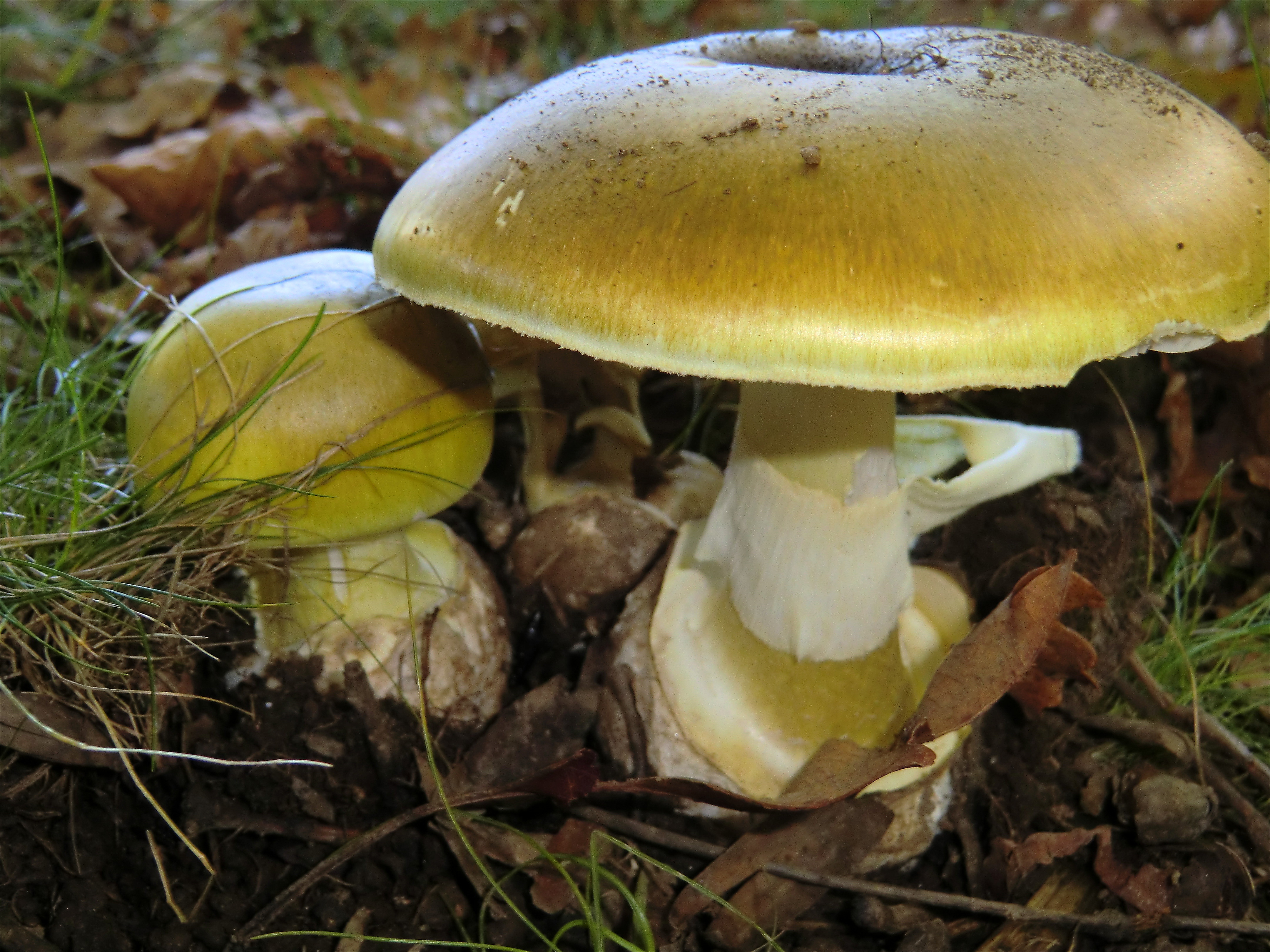 Бледная поганка относится к грибам. Бледная поганка. Бледная поганка гриб. Бледная поганка (Amanita phalloides). Бледная погоганка гриб.